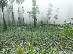 Ternyata Abu Vulkanik Bromo Berkah Bagi Petani Tengger Ternyata Abu Vulkanik Bromo Berkah Bagi Petani Tengger