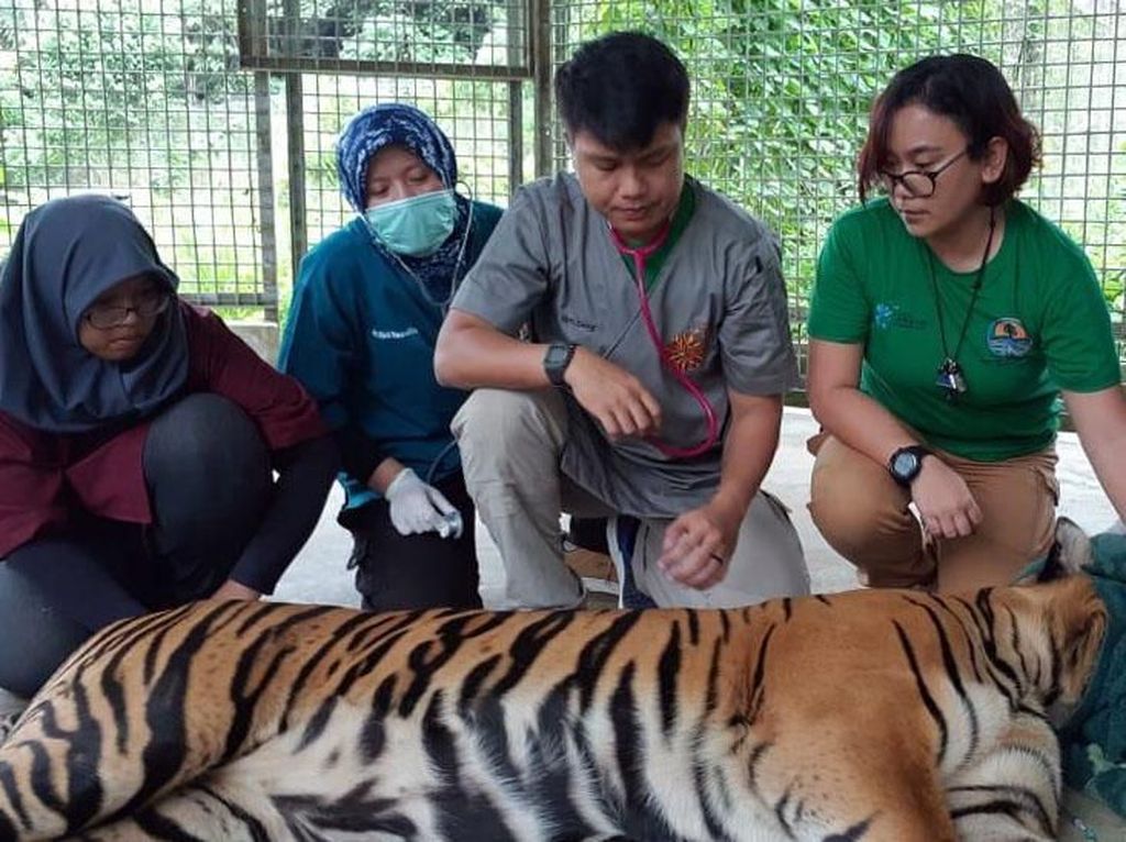 Harimau Inung Rio yang Terluka Kena Jerat di Hutan Riau Mati