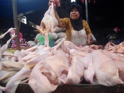 Harga Ayam Anjlok, Kementan Minta Kampanyekan Konsumsi Daging Ayam