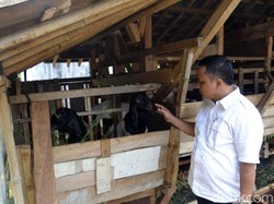 19 Ternak Kambing di Pekalongan Mati dengan Luka Gigitan di Leher