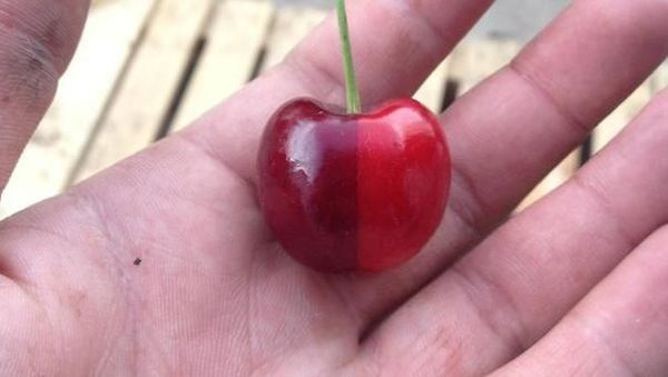 Punya Tampilan Sempurna, 10 Makanan Ini Bikin Kagum