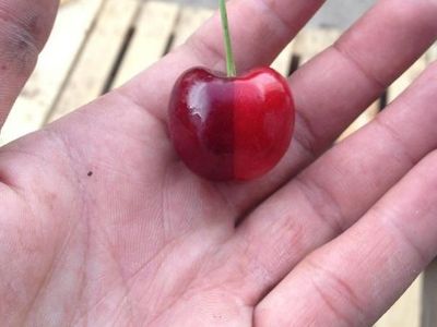 Punya Tampilan Sempurna, 10 Makanan Ini Bikin Kagum