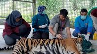 Begini Kondisi Harimau Sumatera Korban Jeratan di Riau