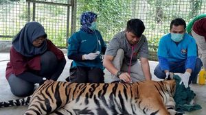 Begini Kondisi Harimau Sumatera Korban Jeratan di Riau