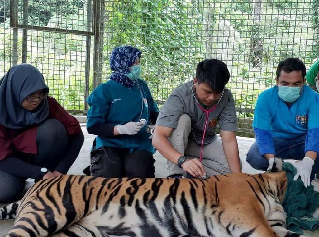 Begini Kondisi Harimau Sumatera Korban Jeratan di Riau