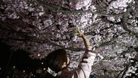 Tak Tahan Keluarkan Ponsel untuk Foto Bunga Sakura Bermekaran