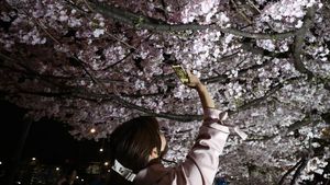 Tak Tahan Keluarkan Ponsel untuk Foto Bunga Sakura Bermekaran