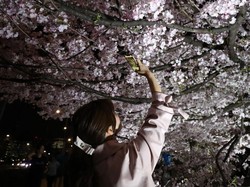 Mau Liburan 5 Hari  ke Jepang Lihat Sakura? Yuk Simak Itinerary-nya