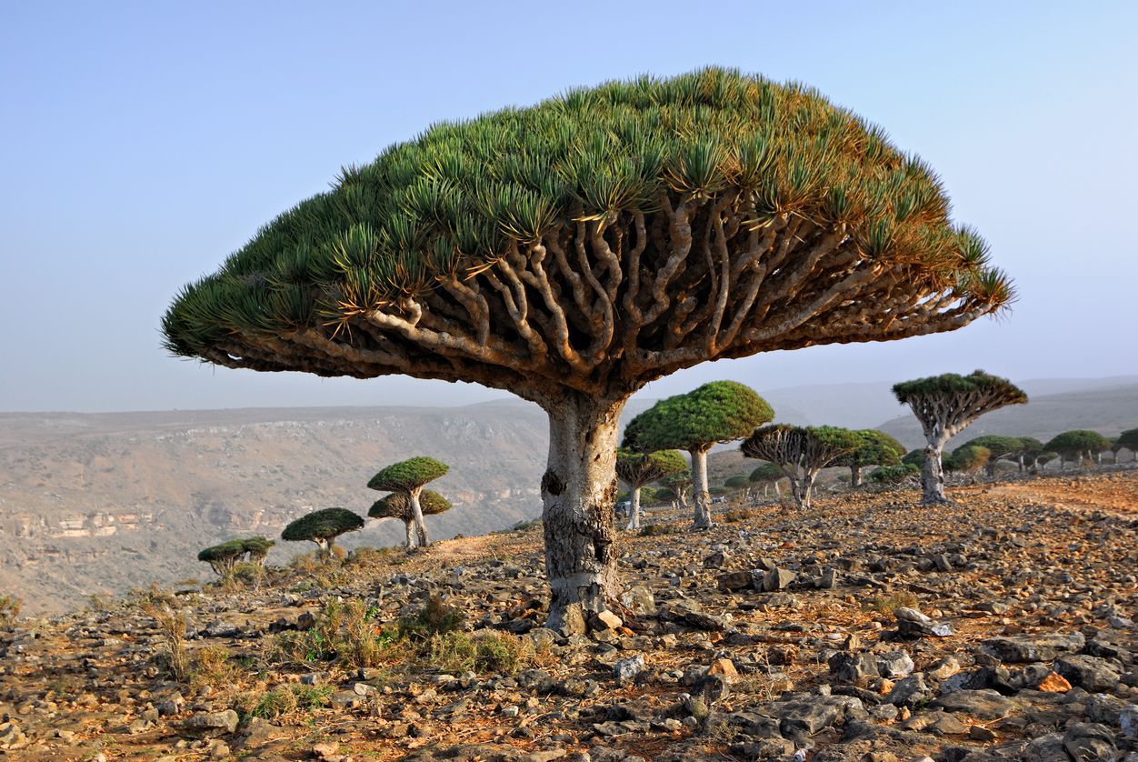 Pulau Socotra