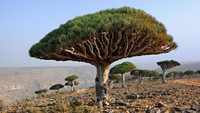 Fakta Pulau Socotra yang Disebut Tempat Sembunyi Dajjal
