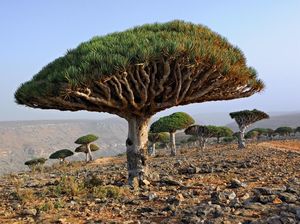 Anehnya Pulau Socotra yang Disebut Tempat Dajjal Sembunyi Anehnya Pulau Socotra yang Disebut Tempat Dajjal Sembunyi