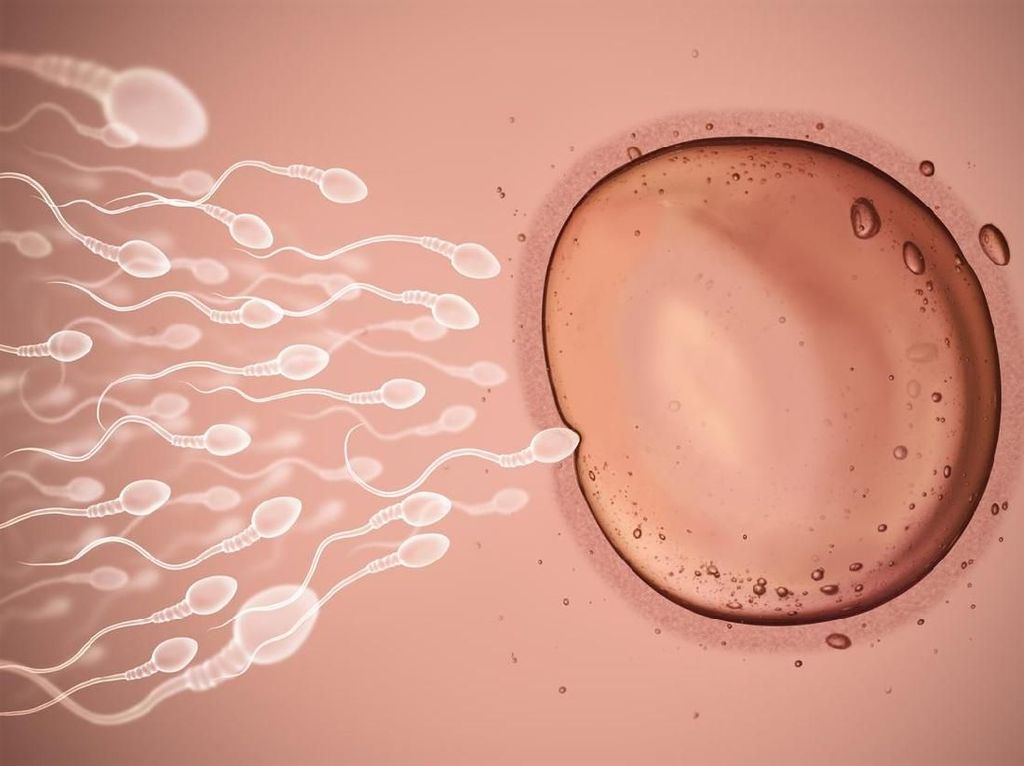 Ini 6 Cara Alami untuk Tingkatkan Jumlah Sperma pada Pria