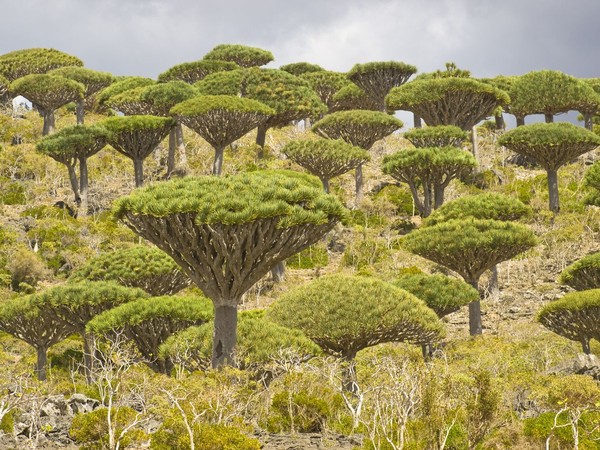 Pepohonan di Socotra memiliki dahan yang menghadap ke atas, dengan daun yang hanya tumbuh di ujung dahan. Dragon Tree, itu sebutannya (iStock)