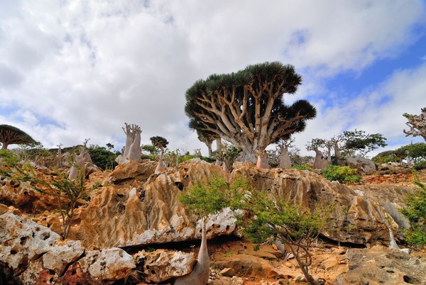 Menurut para peneliti, jutaan tahun pulau itu termasuk flora dan fauna di sana tidak tersentuh dan tidak terganggu oleh alam atau campur tangan manusia (iStock)