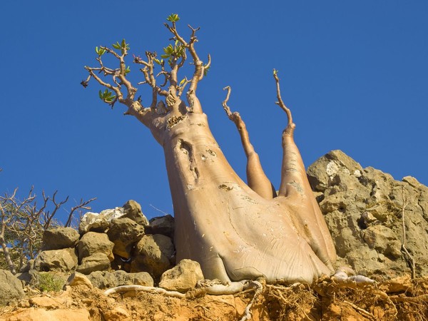 Ada sekitar 825 spesies tumbuhan langka dan hanya ada di Pulau Socotra, salah satunya Golden Bottle Tree (iStock) Ada sekitar 825 spesies tumbuhan langka dan hanya ada di Pulau Socotra, salah satunya Golden Bottle Tree (iStock)