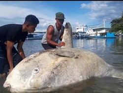 Bangkai Ikan Mola-mola Dibedah, Ditemukan Benda Warna Hitam