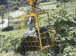 Video: Antimainstream! Petani Lembang Angkut Sayur Pakai Gondola