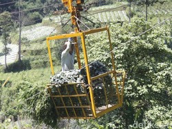 Inovatif, Petani Suntenjaya Lembang Angkut Sayuran Pakai Gondola