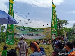 Tottaan, Tradisi Lepas Merpati Sebagai Syukur Panen Padi di Probolinggo