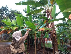 Warga Pangandaran Geger Banyak Pisang Hilang dari Pohon