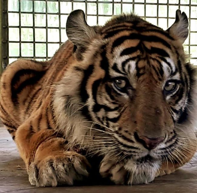 Berita Harimau Bonita Akan Dilepasliarkan di Riau Rabu 17 April 2024