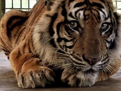 Harimau Bonita Akan Dilepasliarkan di Riau