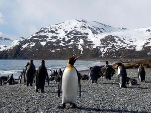 Populasi Penguin Merosot Tajam, Tanda Bumi Makin Panas? Populasi Penguin Merosot Tajam, Tanda Bumi Makin Panas?