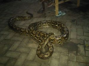 Ular Sanca Bikin Kaget Warga di Makassar