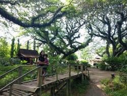 Yang Sejuk-sejuk di Banyuwangi, De Djawatan Benculuk