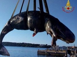 Parah! 22 Kg Plastik Ditemukan di Perut Paus Hamil di Italia