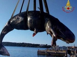 Parah! 22 Kg Plastik Ditemukan di Perut Paus Hamil di Italia Parah! 22 Kg Plastik Ditemukan di Perut Paus Hamil di Italia