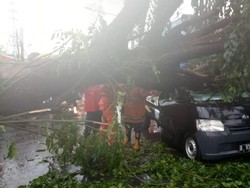 Korban Tewas Akibat Pohon Tumbang di Klender Masih Dievakuasi