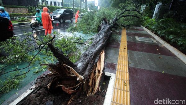 Diterpa Hujan Angin, Sebuah Pohon di Senayan Tumbang