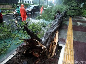 Diterpa Hujan Angin, Sebuah Pohon di Senayan Tumbang
