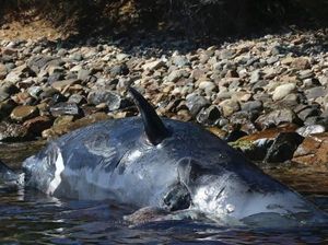 22 Kilogram Sampah Plastik Ditemukan di Bangkai Paus Ini
