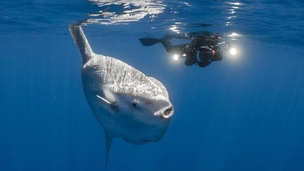 Foto: Ikan Mola-mola yang Ajaib