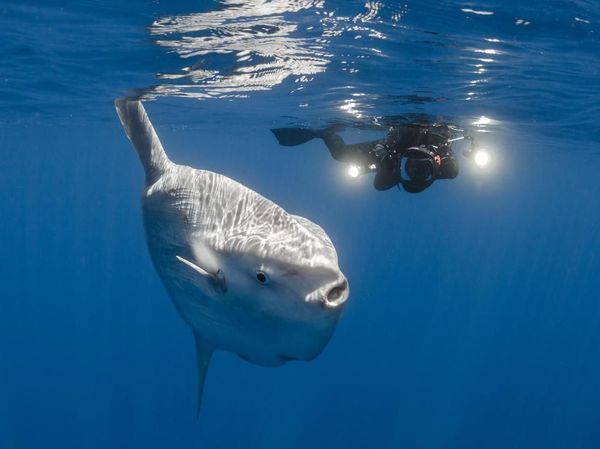 Foto: Ikan Mola-mola yang Ajaib