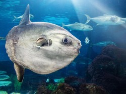 Ikan Mola-mola Muncul di Amerika Malah Bikin Panik