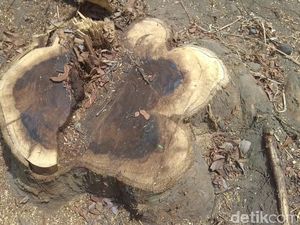 Puluhan Pohon Langka di Tulungagung Ditebang, Diduga Pembalakan Liar