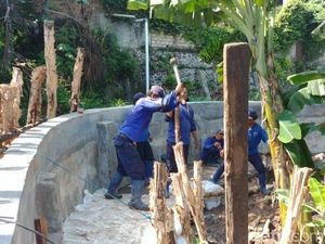 Tanggul Jati Padang Jebol Lagi, Petugas Pasang Pancang dan Kayu Tanggul Jati Padang Jebol Lagi, Petugas Pasang Pancang dan Kayu