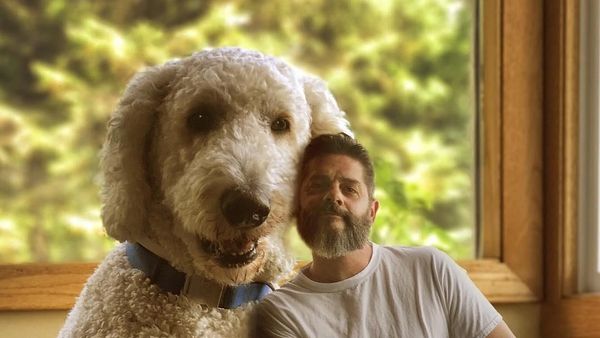 Viral Anjing Raksasa Tapi Bikin Gemas, Asli atau Editan? Ini Faktanya