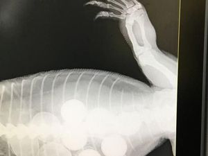 Goanna Telan Enam Bola Golf yang Dikira Telur