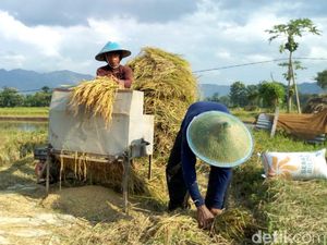 Panen Raya di Ponorogo, Buruh Tani Dibayar Pakai Gabah Bukan Uang