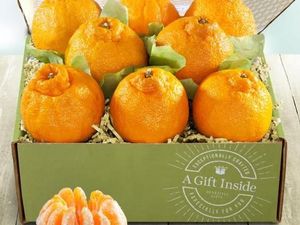 Sumo Citrus, Jeruk Berukuran Jumbo Tanpa Biji yang Manis Segar