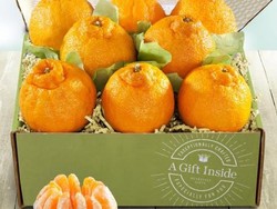 Sumo Citrus, Jeruk Berukuran Jumbo Tanpa Biji yang Manis Segar