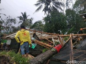 Hujan Deras dan Angin Kencang, Belasan Pohon di DIY Tumbang