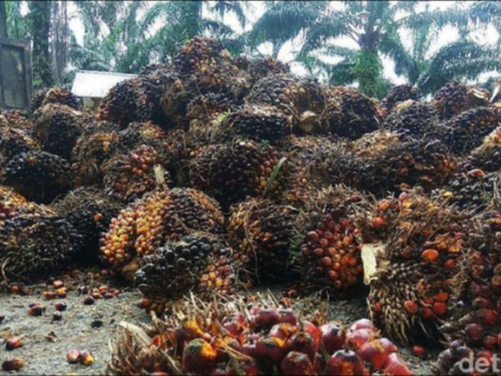 Jutaan Pekerja Industri Sawit Terancam Kebijakan Uni Eropa Jutaan Pekerja Industri Sawit Terancam Kebijakan Uni Eropa