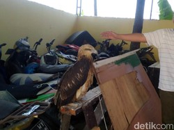 Kaki Elang Brontok Putus Tersangkut Kabel Listrik di Cianjur