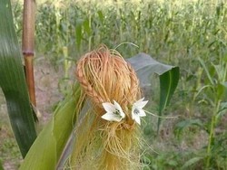 Kreatif! Rambut Jagung Ini Ditata Cantik Seperti Rambut Manusia