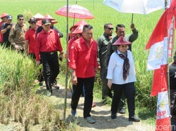 Panen Padi di Indramayu, Megawati Ajak Generasi Muda Garap Sawah